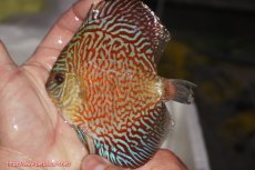 画像1: 【決算セール クーポンご利用で更に10％OFF対象商品】【ディスカス】【通販】スーパーレッドタイガー【個体販売】12cm（生体）マレーシア　NAディスカスファーム (1)