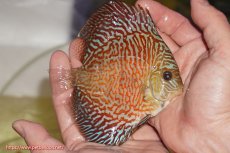 画像2: 【決算セール クーポンご利用で更に10％OFF対象商品】【ディスカス】【通販】スーパーレッドタイガー【個体販売】12cm（生体）マレーシア　NAディスカスファーム (2)