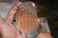 画像1: 【決算セール クーポンご利用で更に10％OFF対象商品】【ディスカス】【通販】スーパーレッドタイガー【個体販売】12cm（生体）マレーシア　NAディスカスファーム (1)