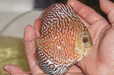 画像2: 【決算セール クーポンご利用で更に10％OFF対象商品】【ディスカス】【通販】スーパーレッドタイガー【個体販売】12cm（生体）マレーシア　NAディスカスファーム (2)