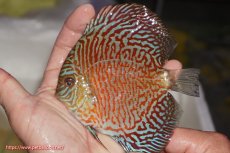 画像1: 【決算セール クーポンご利用で更に10％OFF対象商品】【ディスカス】【通販】スーパーレッドタイガー【個体販売】12cm（生体）マレーシア　NAディスカスファーム (1)