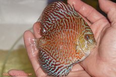 画像2: 【決算セール クーポンご利用で更に10％OFF対象商品】【ディスカス】【通販】スーパーレッドタイガー【個体販売】12cm（生体）マレーシア　NAディスカスファーム (2)