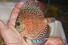 画像1: 【決算セール クーポンご利用で更に10％OFF対象商品】【ディスカス】【通販】スーパーレッドタイガー【個体販売】12cm（生体）マレーシア　NAディスカスファーム (1)