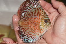 画像2: 【決算セール クーポンご利用で更に10％OFF対象商品】【ディスカス】【通販】スーパーレッドタイガー【個体販売】12cm（生体）マレーシア　NAディスカスファーム (2)