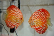 画像1: 【ディスカス】【通販】スーパーレッドジャガー（ハイフォーム）【個体ペア販売】14-15cm8-9cm（生体）マレーシア　NAディスカスファーム (1)