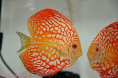 画像4: 【ディスカス】【通販】スーパーレッドジャガー（ハイフォーム）【個体ペア販売】14-15cm8-9cm（生体）マレーシア　NAディスカスファーム (4)