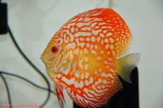 画像5: 【ディスカス】【通販】スーパーレッドジャガー（ハイフォーム）【個体ペア販売】14-15cm8-9cm（生体）マレーシア　NAディスカスファーム (5)
