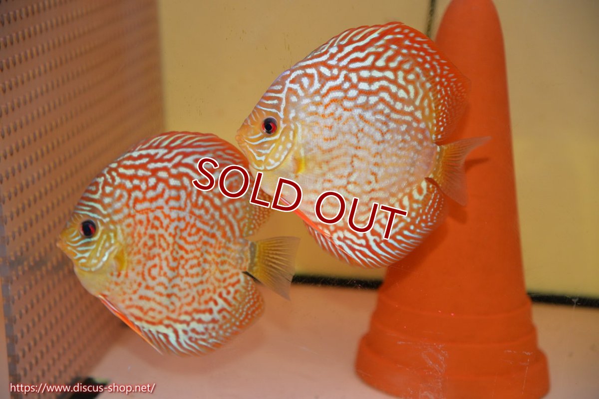 画像1: 【ディスカス】【通販】サクラレッドスポットグリーン（ハイフォーム）【個体ペア販売】13-14cm（生体）マレーシア　KLディスカスファーム (1)