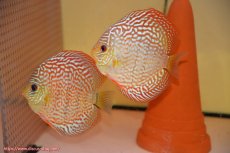画像1: 【ディスカス】【通販】サクラレッドスポットグリーン（ハイフォーム）【個体ペア販売】13-14cm（生体）マレーシア　KLディスカスファーム (1)