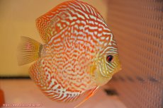 画像5: 【ディスカス】【通販】サクラレッドスポットグリーン（ハイフォーム）【個体ペア販売】13-14cm（生体）マレーシア　KLディスカスファーム (5)