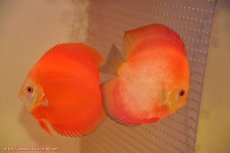 画像1: 【ディスカス】【通販】スーパーレッドクリスタル（ハイフォーム）【個体ペア販売】13cm（生体）マレーシア　NAディスカスファーム (1)