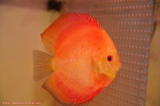 画像2: 【ディスカス】【通販】スーパーレッドクリスタル（ハイフォーム）【個体ペア販売】13cm（生体）マレーシア　NAディスカスファーム (2)
