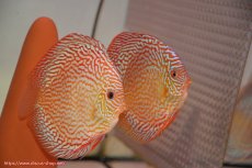 画像1: 【ディスカス】【通販】クリムゾンレッドギャラクシー（ハイフォーム）【個体ペア販売】13-14cm（生体）マレーシア　NAディスカスファーム (1)