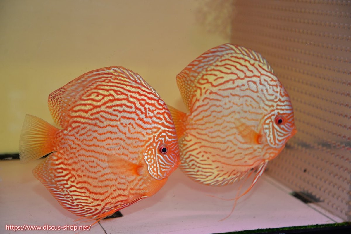 画像1: 【ディスカス】【通販】アルタムスターライトレッドターコイズ（ハイフォーム）【個体ペア販売】16-17cm（生体）マレーシア　NAディスカスファーム (1)