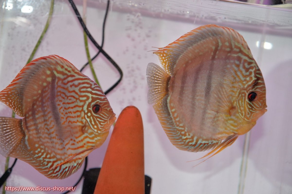画像1: 【ディスカス】【通販】ヤムンダロイヤルブルー クロス ヤムンダブルームーン( F3)（ハイフォーム）【個体ペア販売】16-17cm（生体）マレーシア　KLディスカスファーム (1)