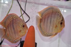 画像1: 【ディスカス】【通販】ヤムンダロイヤルブルー クロス ヤムンダブルームーン( F3)（ハイフォーム）【個体ペア販売】16-17cm（生体）マレーシア　KLディスカスファーム (1)