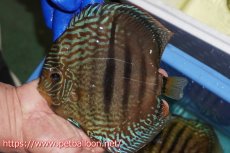 画像3: 【ディスカス】【通販】ヤムンダロイヤルブルー クロス ヤムンダブルームーン( F3)（ハイフォーム）【個体ペア販売】16-17cm（生体）マレーシア　KLディスカスファーム (3)