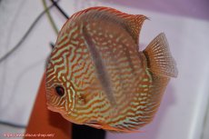 画像5: 【ディスカス】【通販】ヤムンダロイヤルブルー クロス ヤムンダブルームーン( F3)（ハイフォーム）【個体ペア販売】16-17cm（生体）マレーシア　KLディスカスファーム (5)