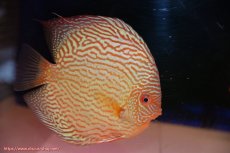 画像2: 【ディスカス】【通販】アルタムスターライトレッドターコイズ（ハイフォーム）【個体ペア販売】16-17cm（生体）マレーシア　NAディスカスファーム (2)