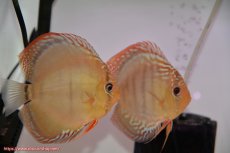 画像1: 【ディスカス】【通販】ワイルドクリペアレッドカバー（F4）（ハイフォーム）【個体ペア販売】12cm（生体）マレーシア　KLディスカスファーム (1)