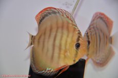 画像3: 【ディスカス】【通販】ワイルドクリペアレッドカバー（F4）（ハイフォーム）【個体ペア販売】12cm（生体）マレーシア　KLディスカスファーム (3)