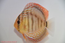 画像4: 【ディスカス】【通販】ワイルドクリペアレッドカバー（F4）（ハイフォーム）【個体ペア販売】12cm（生体）マレーシア　KLディスカスファーム (4)