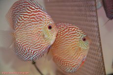 画像1: 【ディスカス】【通販】【国産ブリード個体】アルタムスターライトレッドターコイズ（ハイフォーム）【個体ペア販売】12cm（生体）マレーシア　NAディスカスファーム (1)