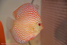 画像2: 【ディスカス】【通販】【国産ブリード個体】アルタムスターライトレッドターコイズ（ハイフォーム）【個体ペア販売】12cm（生体）マレーシア　NAディスカスファーム (2)