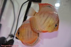 画像1: 【初夏のペア祭り対象個体】【ディスカス】【通販】ラーゴイリピシブラッドレッド（F４）（ハイフォーム）【個体ペア販売】12cm（生体）マレーシア　KLディスカスファーム (1)