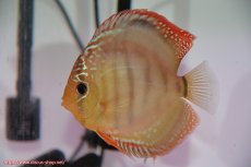 画像2: 【初夏のペア祭り対象個体】【ディスカス】【通販】ラーゴイリピシブラッドレッド（F４）（ハイフォーム）【個体ペア販売】12cm（生体）マレーシア　KLディスカスファーム (2)
