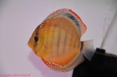 画像4: 【初夏のペア祭り対象個体】【ディスカス】【通販】ラーゴイリピシブラッドレッド（F４）（ハイフォーム）【個体ペア販売】12cm（生体）マレーシア　KLディスカスファーム (4)