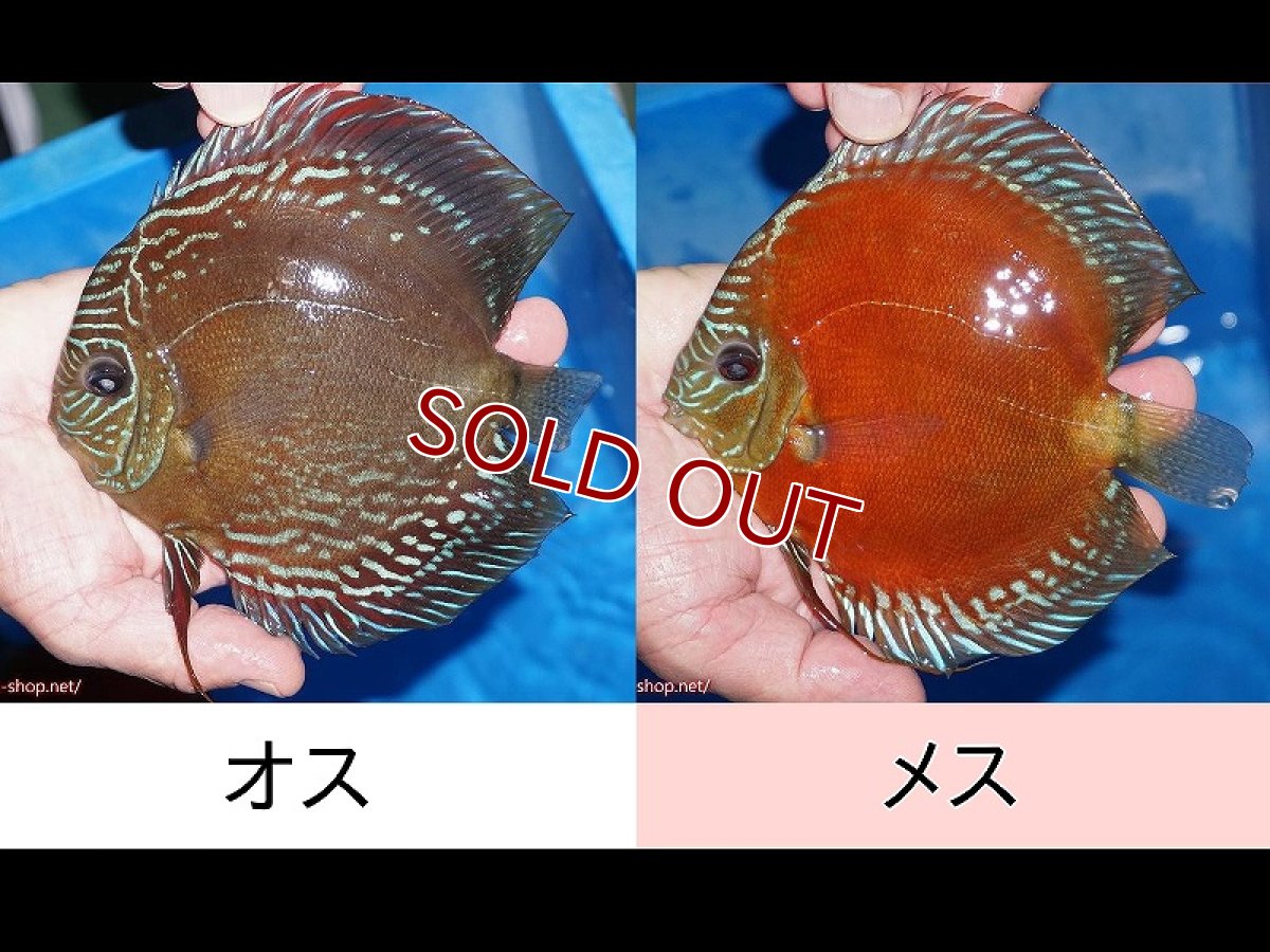 画像1: 【ディスカス】【通販】【最高峰激赤個体】朱月 （種親候補レベル）【個体ペア販売】14-16cm【証明書付】（生体）B-HOUSE 倉津氏作出 (1)