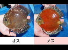 画像1: 【ディスカス】【通販】【最高峰激赤個体】朱月 （種親候補レベル）【個体ペア販売】14-16cm【証明書付】（生体）B-HOUSE 倉津氏作出 (1)