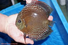 画像2: 【ディスカス】【通販】【最高峰激赤個体】朱月 （種親候補レベル）【個体ペア販売】14-16cm【証明書付】（生体）B-HOUSE 倉津氏作出 (2)