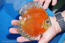 画像4: 【ディスカス】【通販】【最高峰激赤個体】朱月 （種親候補レベル）【個体ペア販売】14-16cm【証明書付】（生体）B-HOUSE 倉津氏作出 (4)