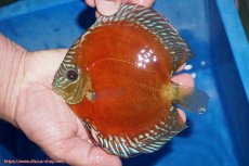 画像5: 【ディスカス】【通販】【最高峰激赤個体】朱月 （種親候補レベル）【個体ペア販売】14-16cm【証明書付】（生体）B-HOUSE 倉津氏作出 (5)