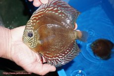 画像1: 【ディスカス】【通販】【最高峰激赤個体】朱月 （種親候補レベル）【個体販売】14-15cm【証明書付】（生体）B-HOUSE 倉津氏作出 (1)