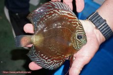 画像2: 【ディスカス】【通販】【最高峰激赤個体】朱月 （種親候補レベル）【個体販売】14-15cm【証明書付】（生体）B-HOUSE 倉津氏作出 (2)