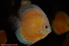 画像1: 【ディスカス】【通販】【最高峰激赤個体】朱月 （種親候補レベル）【個体販売】14-15cm【証明書付】（生体）B-HOUSE 倉津氏作出 (1)