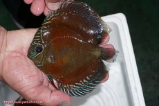 画像1: 【ディスカス】【通販】【最高峰激赤個体】紅月改 （種親候補レベル）【個体販売】14cm【証明書付】（生体）B-HOUSE 倉津氏作出 (1)