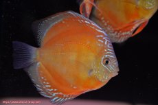 画像1: 【ディスカス】【通販】【最高峰激赤個体】紅月改 （種親候補レベル）【個体販売】14cm【証明書付】（生体）B-HOUSE 倉津氏作出 (1)
