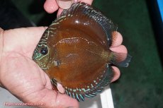 画像2: 【ディスカス】【通販】【最高峰激赤個体】紅月改 （種親候補レベル）【個体販売】14cm【証明書付】（生体）B-HOUSE 倉津氏作出 (2)