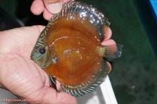 画像1: 【ディスカス】【通販】【最高峰激赤個体】紅月改 （種親候補レベル）【個体販売】14cm【証明書付】（生体）B-HOUSE 倉津氏作出 (1)