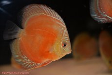 画像2: 【ディスカス】【通販】【最高峰激赤個体】スーパー朱月 ヤングスター【個体販売】10-11cm【証明書付】（生体）B-HOUSE 倉津氏作出 (2)