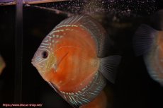 画像3: 【ディスカス】【通販】【最高峰激赤個体】スーパー朱月 ヤングスター【個体販売】10-11cm【証明書付】（生体）B-HOUSE 倉津氏作出 (3)
