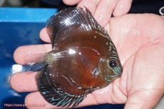 画像3: 【ディスカス】【通販】【最高峰激赤個体】スーパー朱月 ヤングスター【個体販売】10-11cm【証明書付】（生体）B-HOUSE 倉津氏作出 (3)