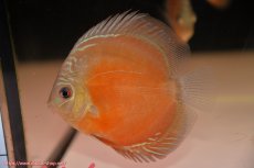 画像2: 【ディスカス】【通販】【最高峰激赤個体】スーパー朱月 ヤングスター【個体販売】10-11cm【証明書付】（生体）B-HOUSE 倉津氏作出 (2)