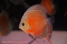 画像1: 【ディスカス】【通販】【最高峰激赤個体】スーパー朱月 ヤングスター【個体販売】10-11cm【証明書付】（生体）B-HOUSE 倉津氏作出 (1)