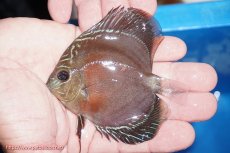 画像2: 【ディスカス】【通販】【最高峰激赤個体】スーパー朱月 ヤングスター【個体販売】10-11cm【証明書付】（生体）B-HOUSE 倉津氏作出 (2)