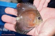 画像2: 【ディスカス】【通販】【最高峰激赤個体】スーパー朱月 ヤングスター【個体販売】10-11cm【証明書付】（生体）B-HOUSE 倉津氏作出 (2)